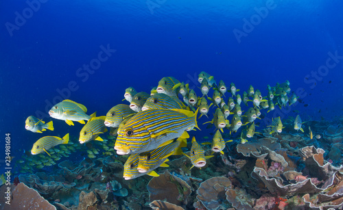 Photography Schooling sweetlips