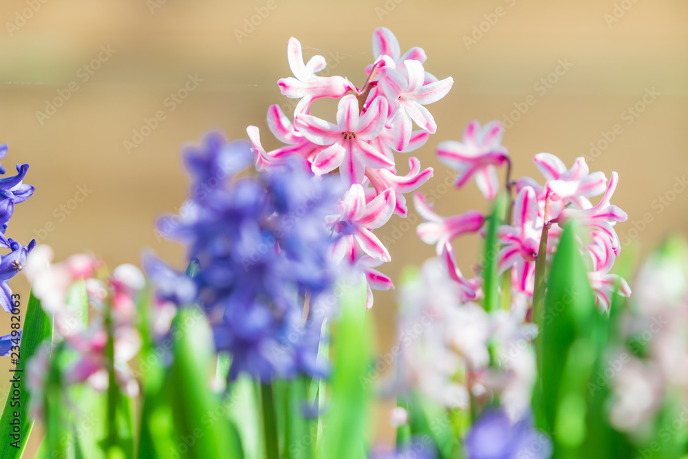 Obraz premium Bed with the spring blossoming fragrant hyacinths of pink and violet colors