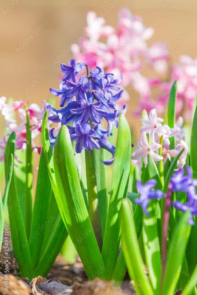 Fototapeta premium Bed with the spring blossoming fragrant hyacinths of pink and violet colors