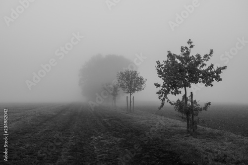 nebel