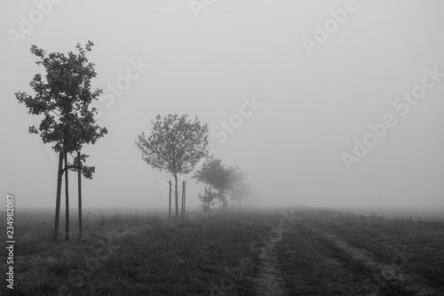 nebel