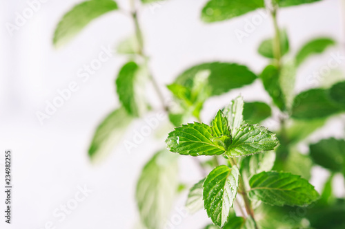 Mint. Fresh green leaves of organic mint closeup. Healthy eating.