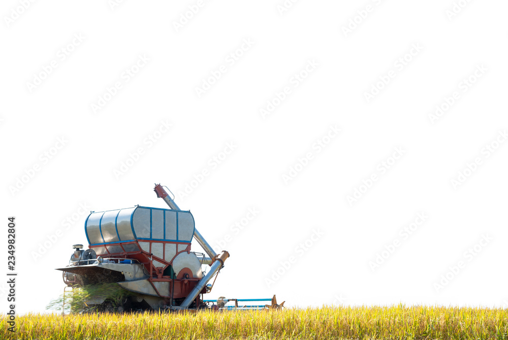 Fototapeta premium Combine harvester on rice field .White background and copy space.