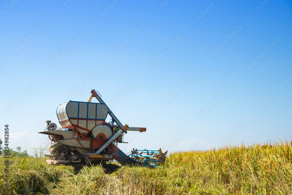 Fototapeta premium Combine harvester on rice field with blue sky in sunny day.