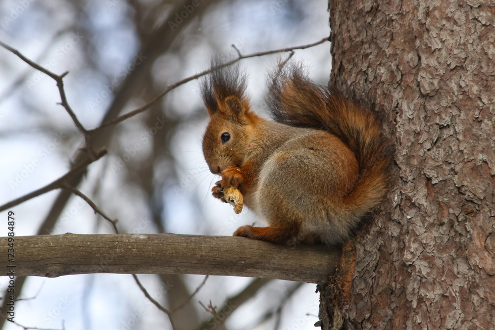 Wild red fluffy squirrel in the village of natural habitat Wild red fluffy squirrel in the village of natural habitat