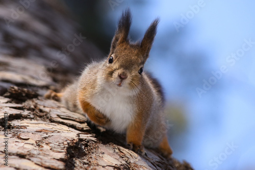 Wild red fluffy squirrel in the village of natural habitat © Natalya
