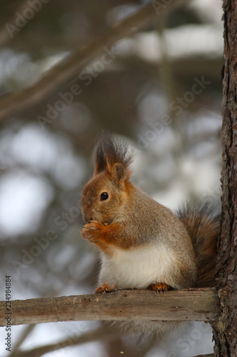 Wild red fluffy squirrel in the village of natural habitat