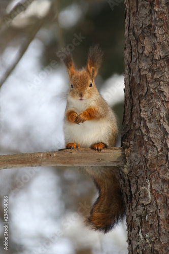 Wild red fluffy squirrel in the village of natural habitat