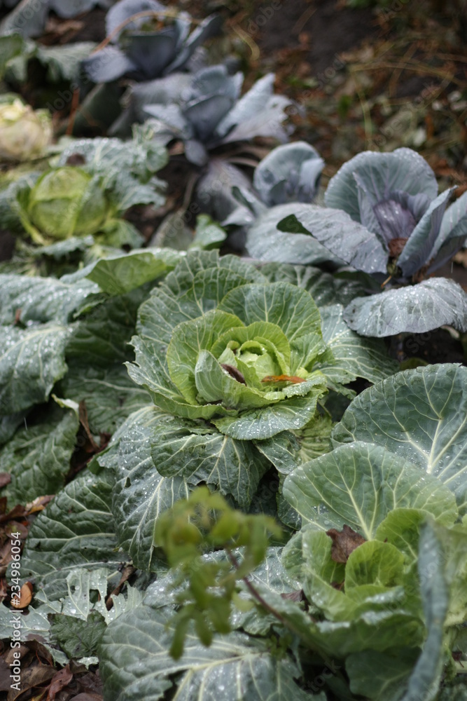 fresh green cabbage fresh green cabbage