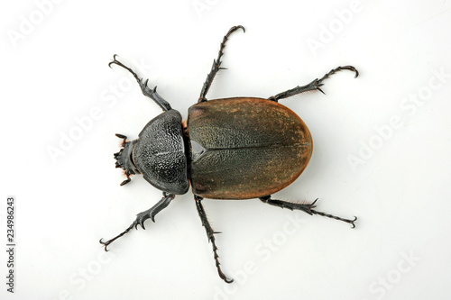 weiblicher Vierhornkäfer (Chalcosoma caucasus) - Caucasus beetle female photo