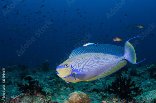 Bignose unicornfish photo