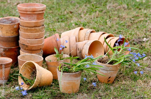 Preparing for planting in the spring in terra cotta garden pots. Gardening concept.  Scilla siberica or wood squill.