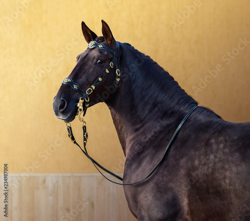 Fotografija Lusitano horse in portuguese baroque bridle on gold background.