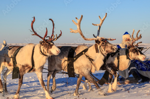 Christmas theme, sales, Happy Santa Claus in a snowy forest, Santa on the background of a winter forest, Russian Santa Claus (Grandfather Frost), Santa Claus are near his reindeers in harness.