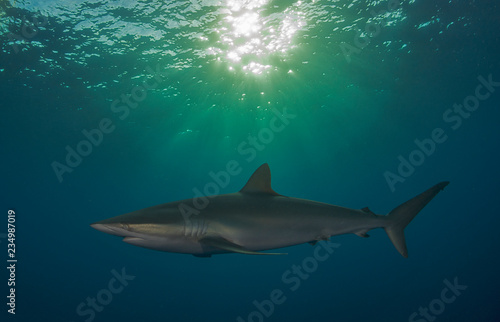 Sharks © The Ocean Agency
