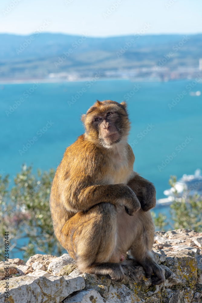 Naklejka premium Wild macaque at Gibraltar
