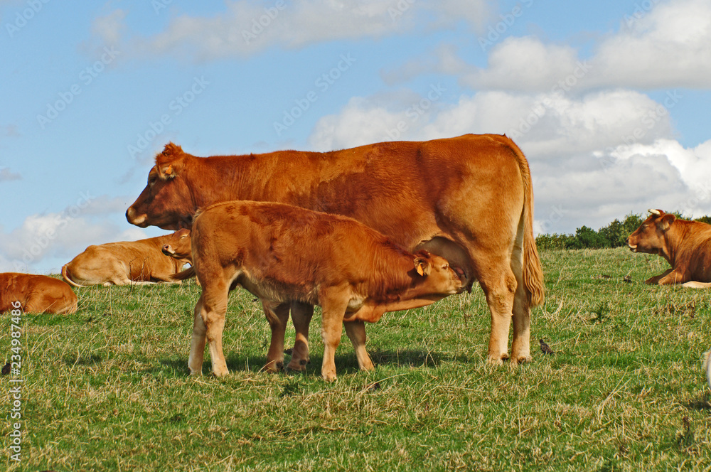 Mucca francese che allatta il vitellino al pascolo in Normandia Mucca francese che allatta il vitellino al pascolo in Normandia