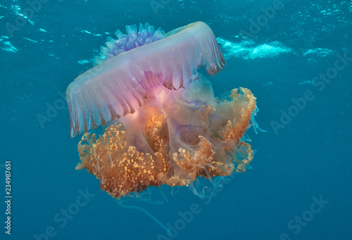 Large jellyfish underwater photo in ocean ocean 