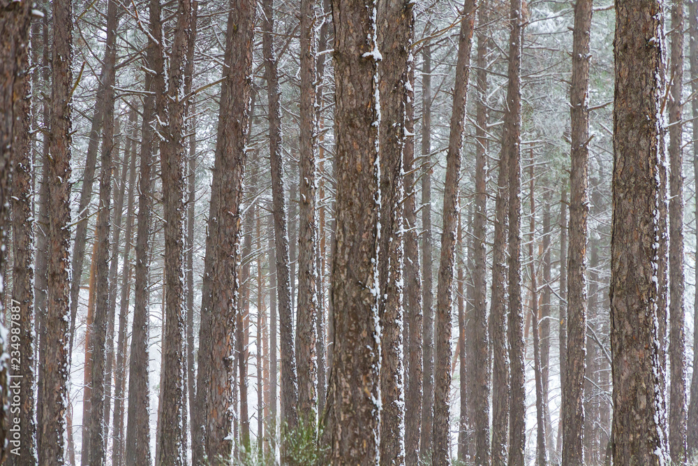 Fototapeta premium Troncos en bosque de pinos con nieve