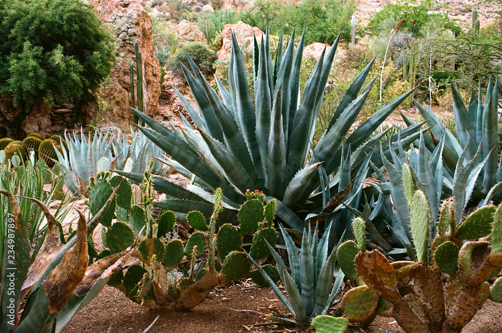 Fototapeta premium Century Plant Prickly Pear Cactus