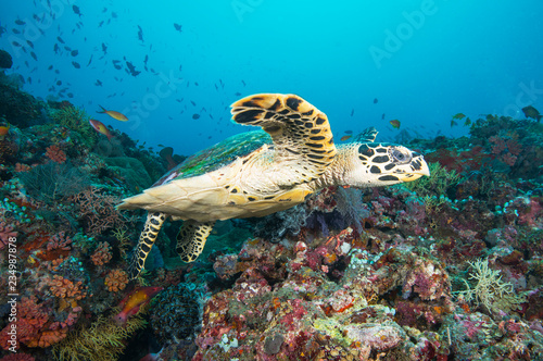 Sea turtle on coral reef