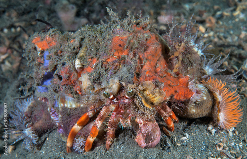 Decorator Crab