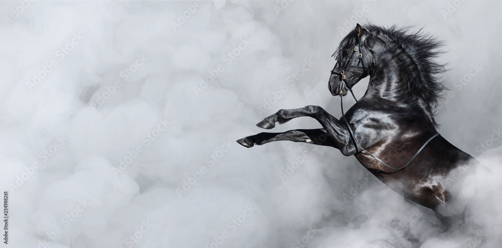 Fototapeta premium Czarny koń hiszpański wychów w dymie.