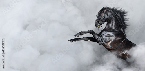 Czarny koń hiszpański wychowujący się w dymie.