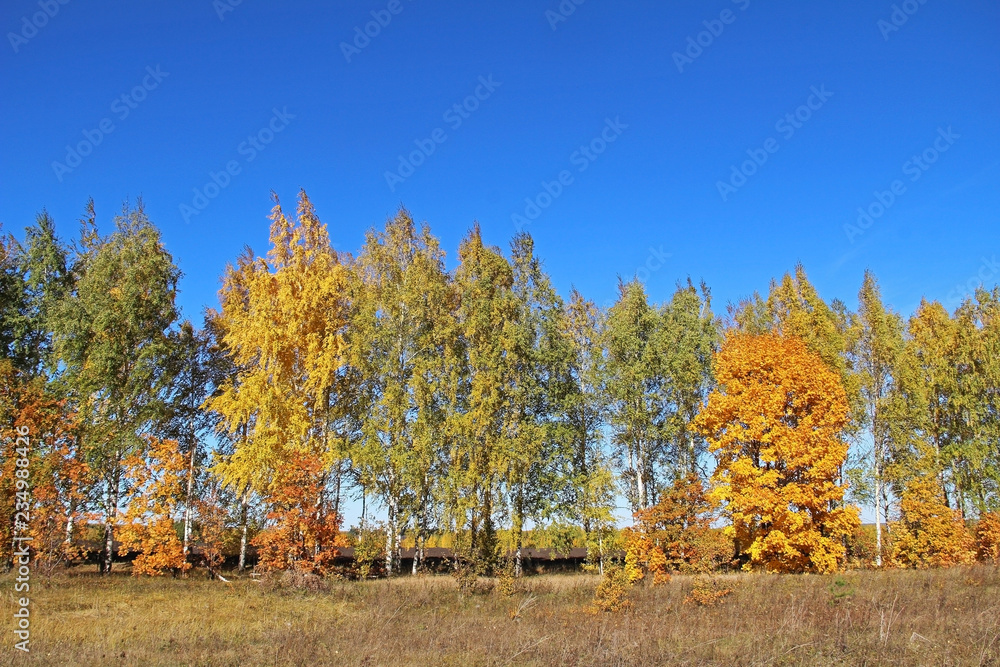 Beautiful autumn landscape with magic colorful trees.