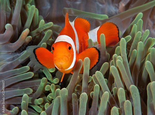 Obraz na plátně Bright Nemo clownfish in anemone in Australia