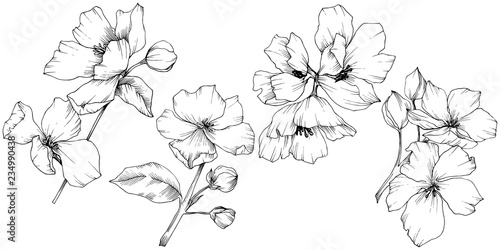 Vector. Appe blossom flowers. Wild spring leaf. Isolated apple b