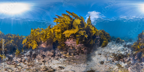 360 of kelp in Sydney
