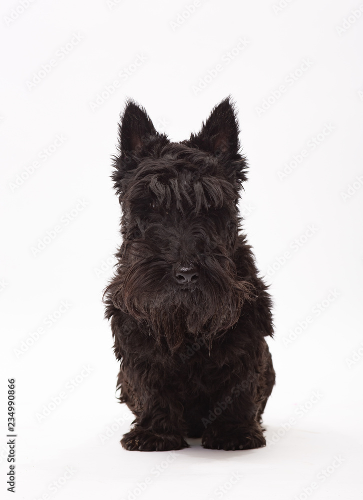 Scotch Terrier on a white background