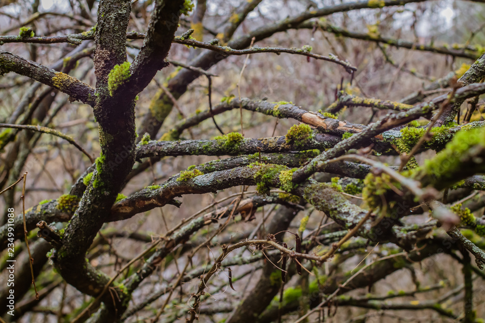 Tree branches covered with moss Tree branches covered with moss