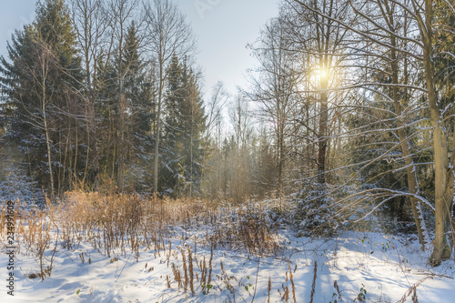 Wallpaper Mural sunbeams in wintry forest Torontodigital.ca