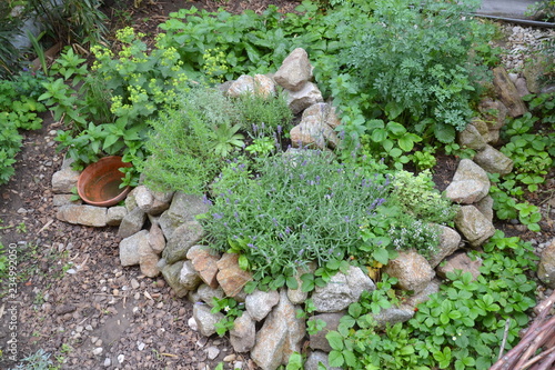 Permaculture element: Herb spiral in summer season. 