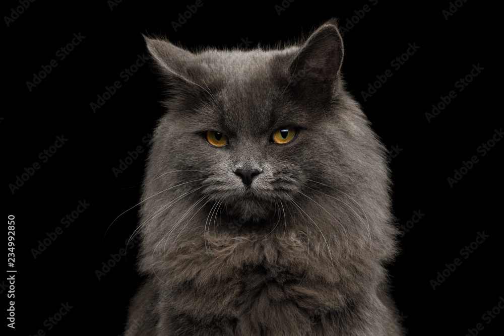Portrait of Offended Gray Cat Looking in camera on Isolated Black Background