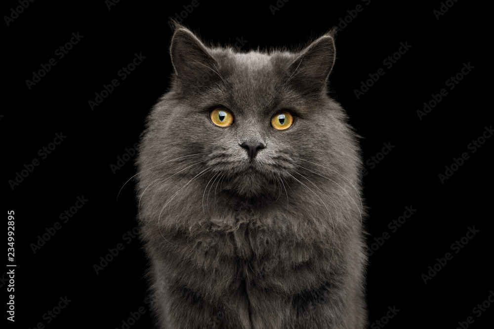 Portrait of Adorable Gray Cat Looking in camera on Isolated Black Background