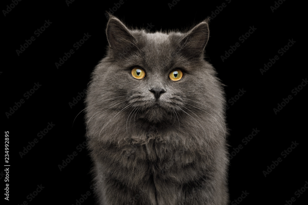 Portrait of Adorable Gray Cat Looking in camera on Isolated Black Background Portrait of Adorable Gray Cat Looking in camera on Isolated Black Background