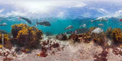 360 of kelp and fish in New Zealand © The Ocean Agency