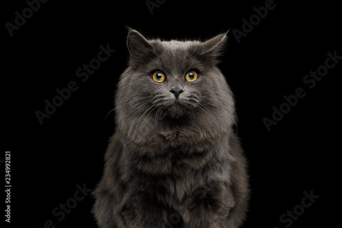 Fototapeta Naklejka Na Ścianę i Meble -  Portrait of Amazement Gray Cat with fear in eyes on Isolated Black Background