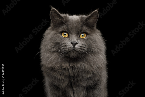 Fototapeta Naklejka Na Ścianę i Meble -  Portrait of Adorable Gray Cat Looking in camera on Isolated Black Background