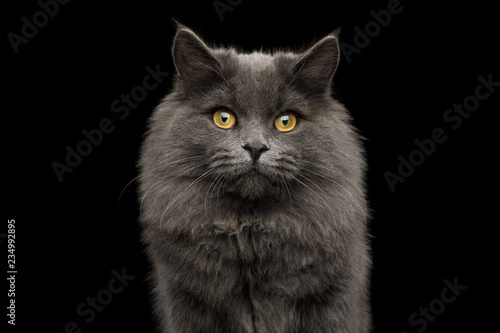 Portrait of Adorable Gray Cat Looking in camera on Isolated Black Background