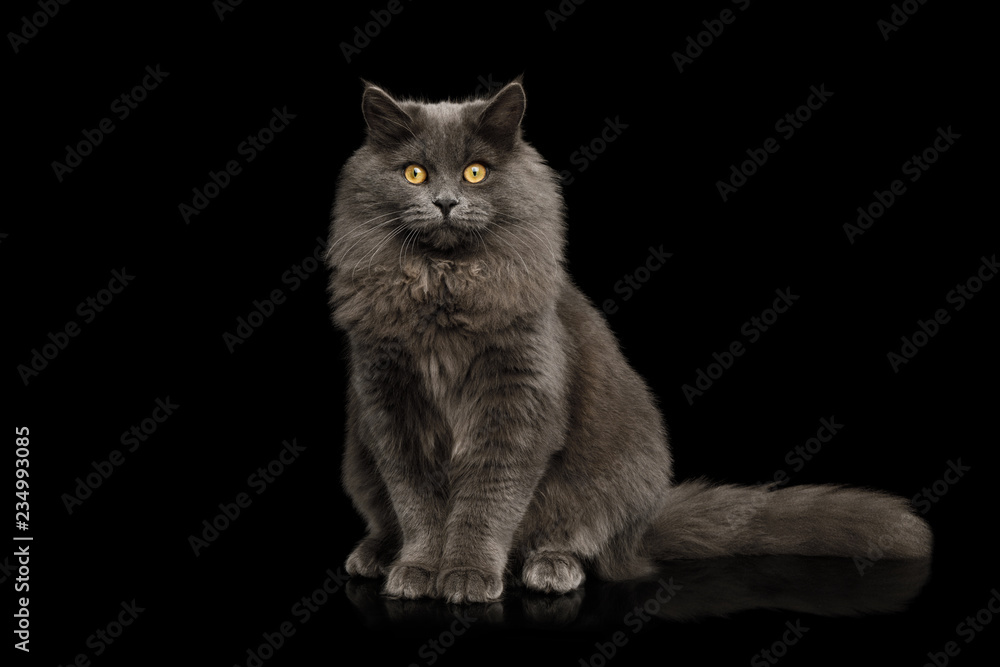 Furry Gray Cat Sitting and Looking in Camera on Isolated Black Background, front view