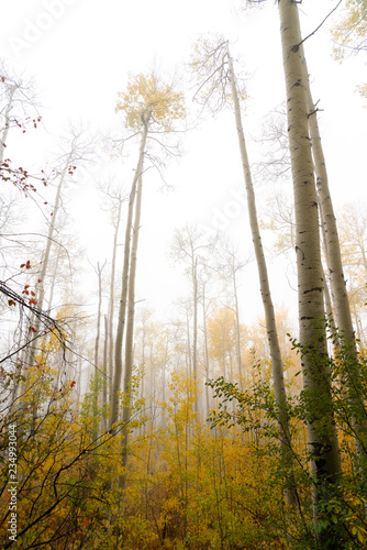 Aspens rise into a misty sky as the first snow falls in Colorado on a cool fall day