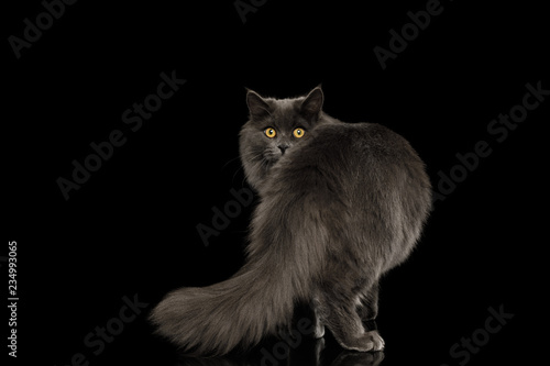 Fototapeta Naklejka Na Ścianę i Meble -  Furry Gray Cat Standing and Looking back, peeking from tail on Isolated Black Background