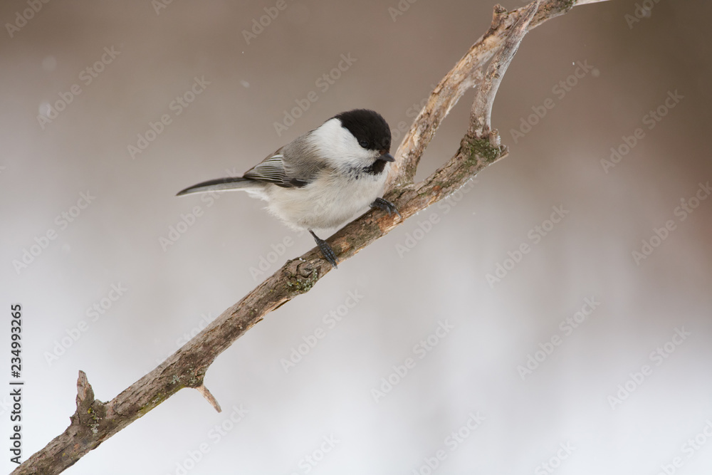 Fototapeta premium Willow tit sits on a branch in a forest park under falling snow.