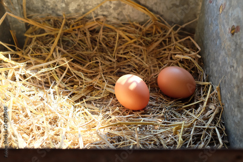 Two Egg in a nest