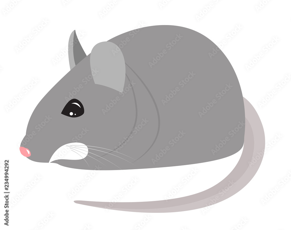 Little grey mouse Little grey mouse