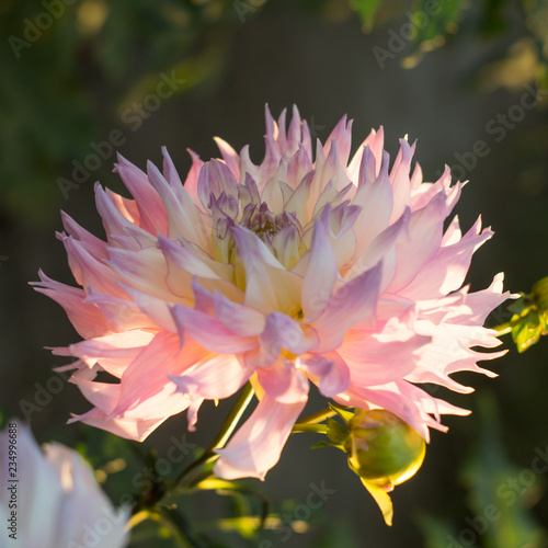 Fototapeta Naklejka Na Ścianę i Meble -  Pink dahlia flower on the bush